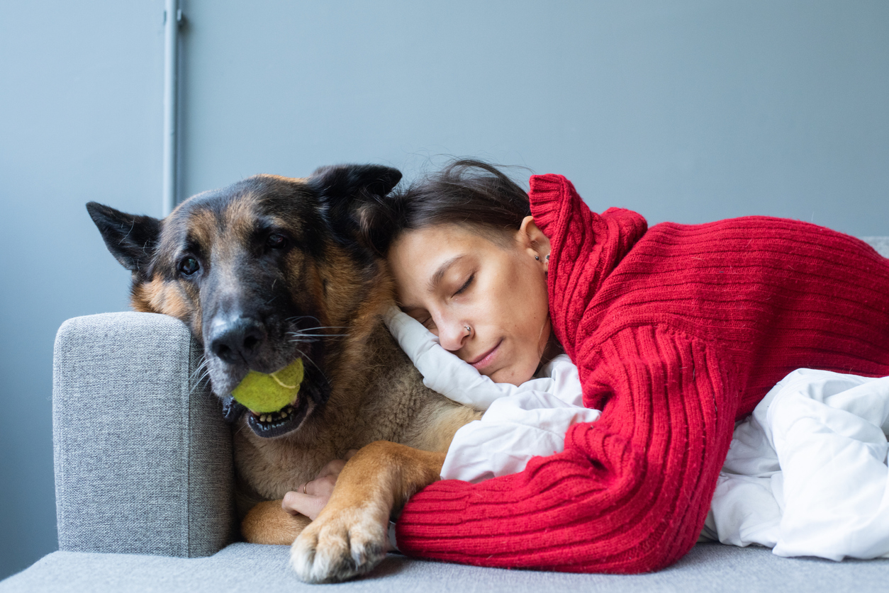 Common German Shepherd Health Issues | BARK Post