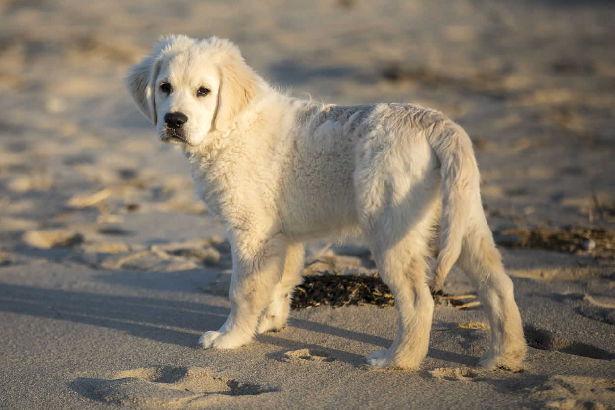 How Long Do Golden Retrievers Live? BarkPost