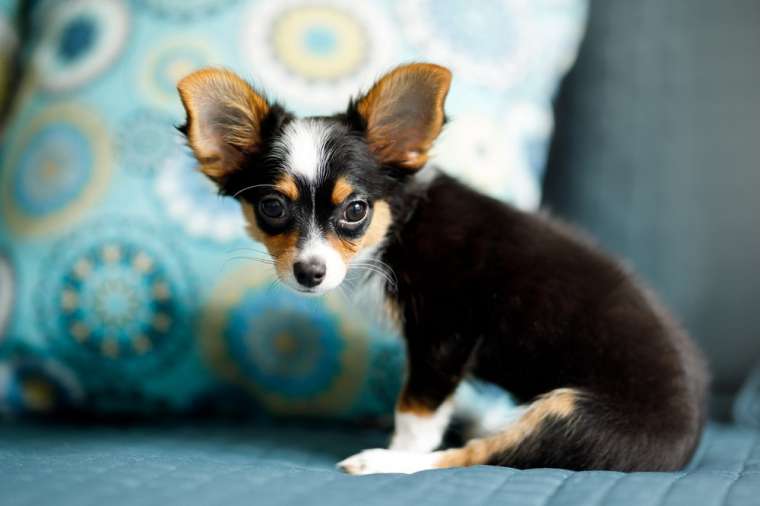 Do Chihuahuas Shed? How Much do Chis Shed? | BARK Post