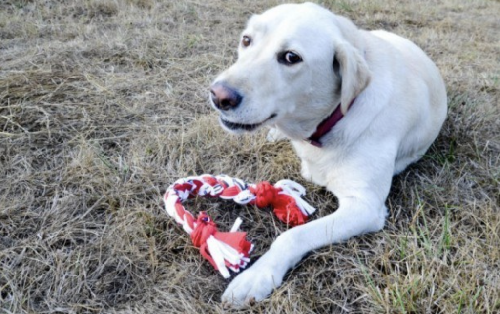 6 super simple DIY dog toys to keep your hound happy - RSPCA South