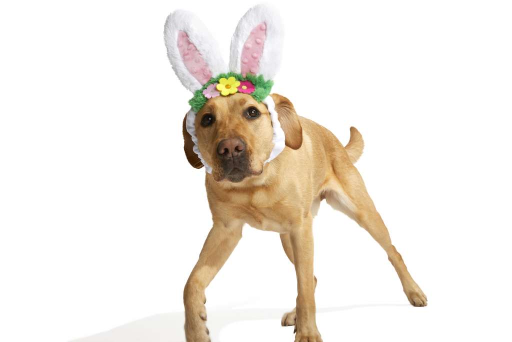 12 Cute Easter-Themed Dog Toys - BARK Post