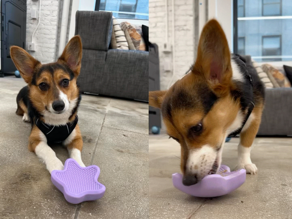 Enriching 10 Toys for Dogs Who Love to Shred