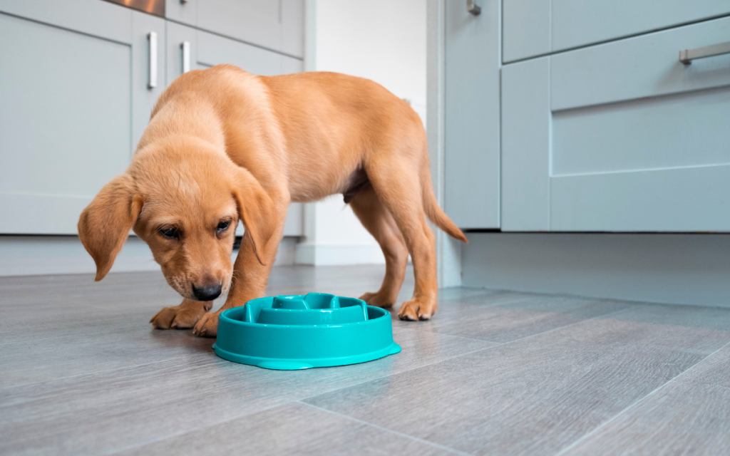 Slow Feeder Dog Bowl: Pros And Cons
