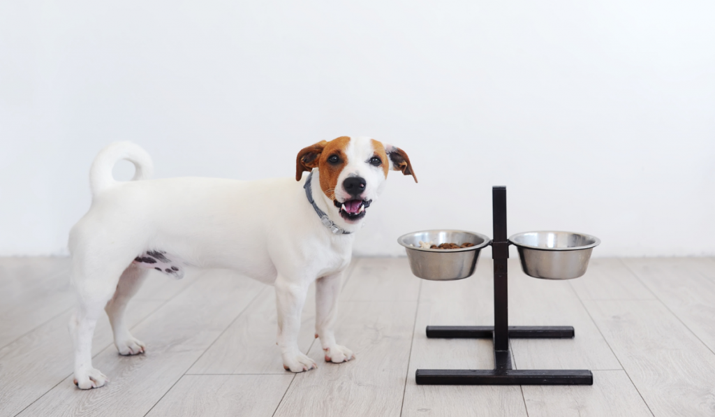 Pros and Cons of Different Dog Bowl Materials – Neater Pets