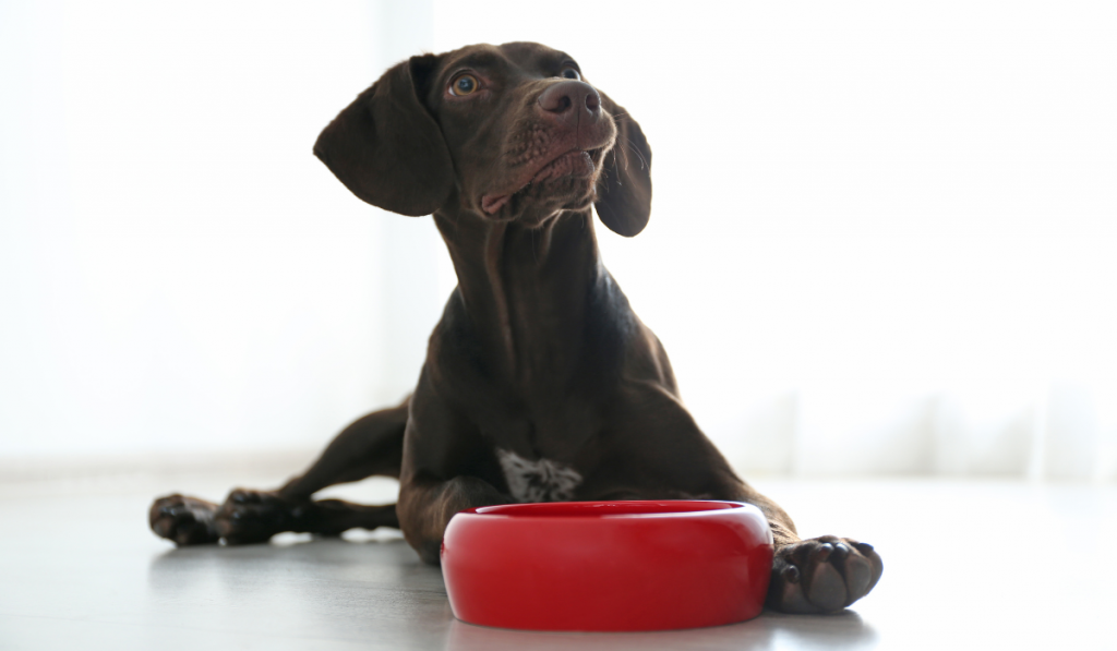 Humans Eat Off BPA-Free Dishes; Shouldn't Your Pets?
