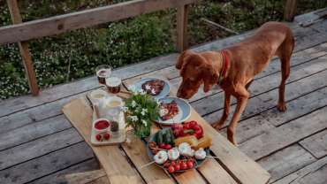 Healthy Human Food for Dogs