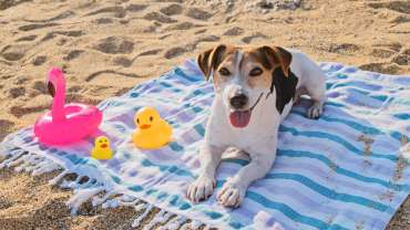 Ways to Keep Your Dogs Cool this Summer