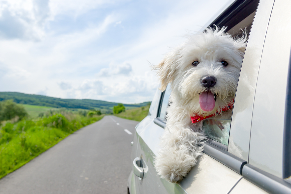 How Hot is Too Hot to Leave Dogs In Cars
