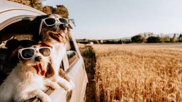 How Hot is Too Hot to Leave Dogs In Cars