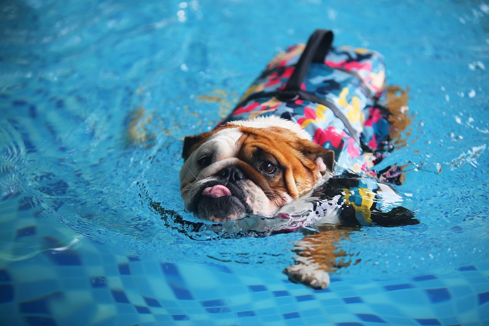 Pool Safety for Dogs 