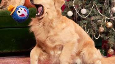 golden retriever with gonzo toy