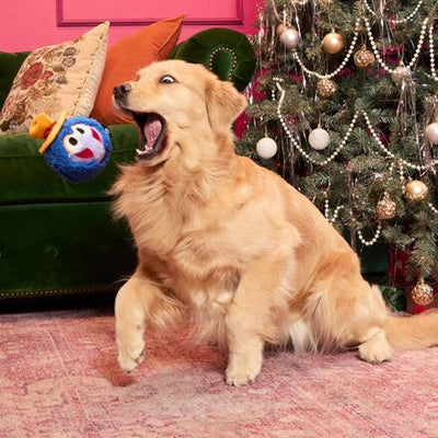 golden retriever with gonzo toy